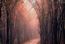 FB体育官网-F1街道赛之夜，当极速心跳遇见伦纳德的不掉线哲学